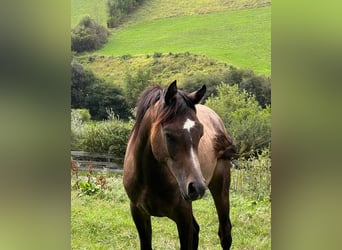 Pur-sang arabe, Étalon, 2 Ans, Gris