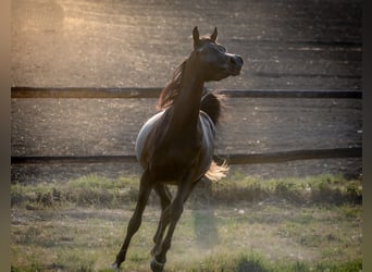 Pur-sang arabe, Étalon, 2 Ans, Noir