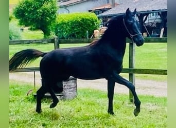 Pur-sang arabe, Étalon, 2 Ans, Noir