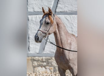 Pur-sang arabe, Étalon, 2 Ans, Peut devenir gris