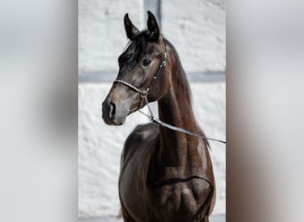 Pur-sang arabe, Étalon, 2 Ans, Peut devenir gris