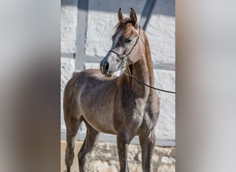 Pur-sang arabe, Étalon, 2 Ans, Peut devenir gris
