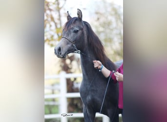 Pur-sang arabe, Étalon, 3 Ans, 148 cm, Gris moucheté