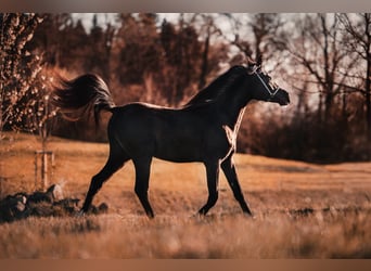 Pur-sang arabe, Étalon, 3 Ans, 150 cm, Noir