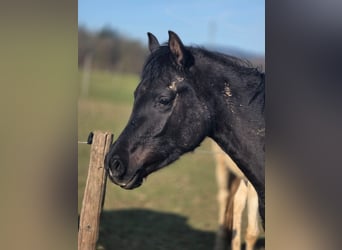 Pur-sang arabe, Étalon, 3 Ans, 150 cm, Noir
