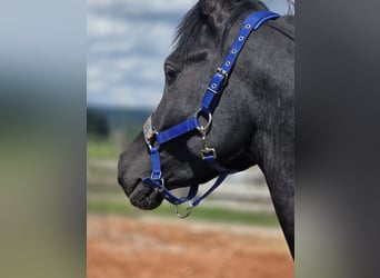 Pur-sang arabe, Étalon, 3 Ans, 150 cm, Noir