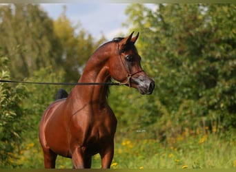 Pur-sang arabe, Étalon, 3 Ans, 153 cm, Bai