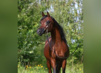 Pur-sang arabe, Étalon, 3 Ans, 153 cm, Bai