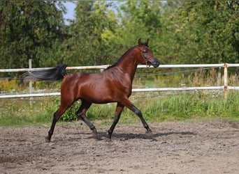 Pur-sang arabe, Étalon, 3 Ans, 153 cm, Bai