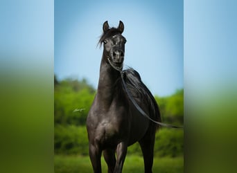 Pur-sang arabe, Étalon, 3 Ans, 153 cm, Noir