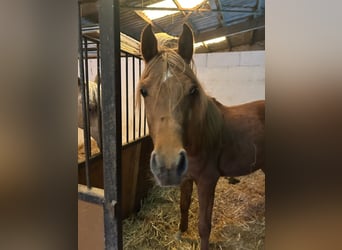 Pur-sang arabe, Étalon, 3 Ans, 155 cm, Alezan