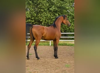 Pur-sang arabe, Étalon, 3 Ans, 155 cm, Bai cerise