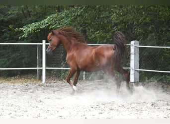 Pur-sang arabe, Étalon, 3 Ans, 156 cm, Bai cerise