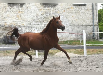 Pur-sang arabe, Étalon, 3 Ans, 156 cm, Bai cerise