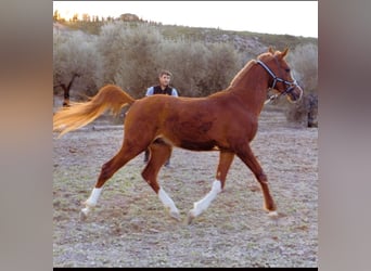 Pur-sang arabe, Étalon, 3 Ans, 157 cm, Alezan cuivré