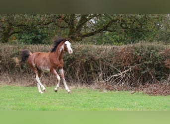 Pur-sang arabe, Étalon, 3 Ans, 159 cm, Sabino