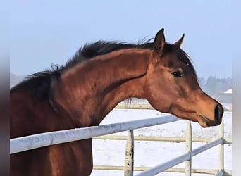 Pur-sang arabe, Étalon, 3 Ans, Bai cerise