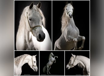 Pur-sang arabe, Étalon, 3 Ans, Gris