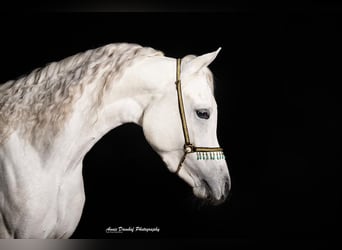 Pur-sang arabe, Étalon, 3 Ans, Gris