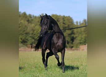 Pur-sang arabe, Étalon, 4 Ans, 150 cm, Noir