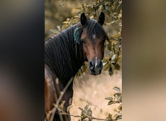 Pur-sang arabe, Étalon, 4 Ans, 155 cm, Bai