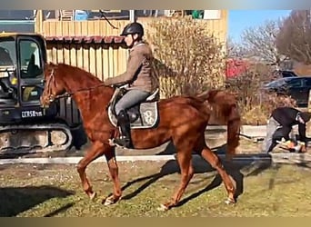 Pur-sang arabe, Étalon, 4 Ans, Alezan