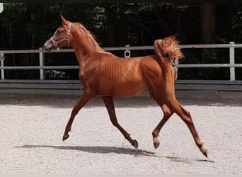 Pur-sang arabe, Étalon, 4 Ans, Alezan