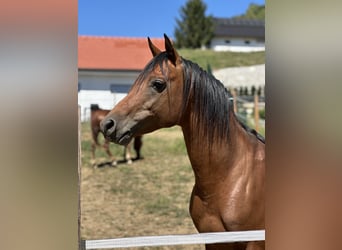 Pur-sang arabe, Étalon, 5 Ans, 150 cm, Bai