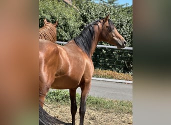 Pur-sang arabe, Étalon, 5 Ans, 150 cm, Bai
