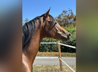Pur-sang arabe, Étalon, 5 Ans, 150 cm, Bai
