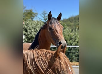 Pur-sang arabe, Étalon, 5 Ans, 150 cm, Bai