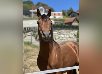 Pur-sang arabe, Étalon, 5 Ans, 150 cm, Bai