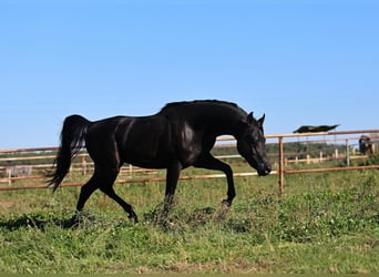 Pur-sang arabe, Étalon, 5 Ans, 150 cm, Noir