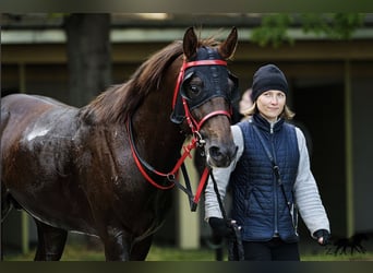 Pur-sang arabe, Étalon, 5 Ans, 162 cm, Alezan brûlé