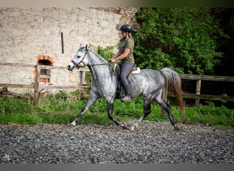 Pur-sang arabe, Étalon, 6 Ans, 154 cm, Gris noir