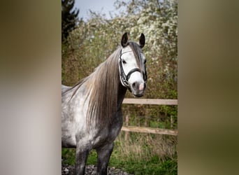 Pur-sang arabe, Étalon, 6 Ans, 154 cm, Gris noir