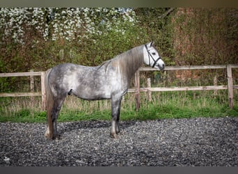 Pur-sang arabe, Étalon, 6 Ans, 154 cm, Gris noir