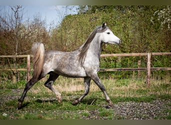 Pur-sang arabe, Étalon, 6 Ans, 154 cm, Gris noir