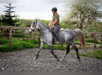 Pur-sang arabe, Étalon, 6 Ans, 154 cm, Gris noir