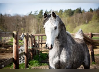 Pur-sang arabe, Étalon, 6 Ans, 154 cm, Gris noir