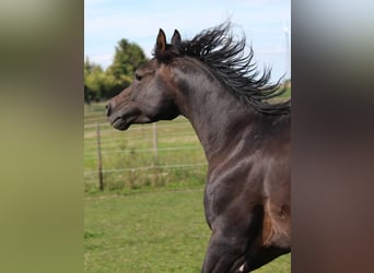 Pur-sang arabe, Étalon, 6 Ans, 156 cm, Bai brun foncé