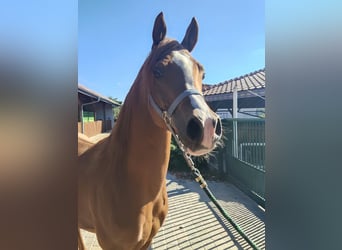 Pur-sang arabe, Étalon, 6 Ans, Alezan brûlé
