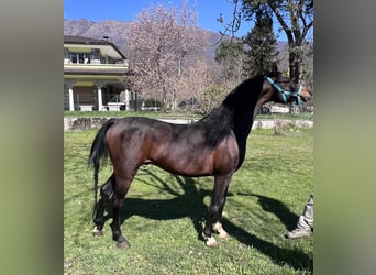 Pur-sang arabe, Étalon, 7 Ans, 150 cm, Bai brun