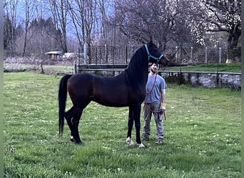 Pur-sang arabe, Étalon, 7 Ans, 150 cm, Bai brun