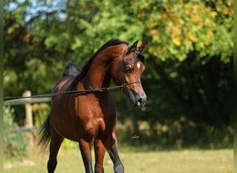 Pur-sang arabe, Étalon, 7 Ans, 153 cm, Bai