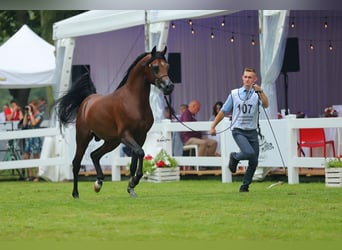 Pur-sang arabe, Étalon, 7 Ans, 153 cm, Bai