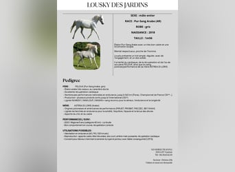 Pur-sang arabe, Étalon, 7 Ans, 156 cm, Gris