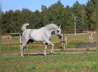 Pur-sang arabe, Étalon, 8 Ans, 154 cm, Gris