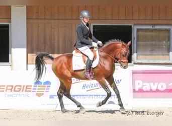 Pur-sang arabe, Étalon, 9 Ans, 154 cm, Bai
