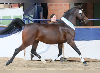 Pur-sang arabe, Étalon, 10 Ans, 152 cm, Bai brun